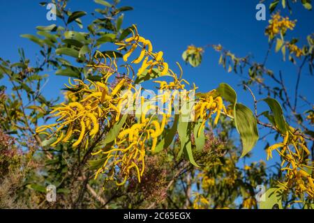 Acacia auriculiformis in the Northern Territory of Australia Stock Photo