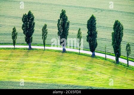A row of Poplar trees and country road trees in Saxon Switzerland  National Park Germany countryside Populus nigra italica, Stock Photo