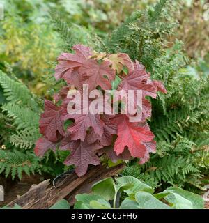 Eichenblatt-Hortensie Hydrangea, Hortensie, hortensia quercifolia Ruby Slippers Stock Photo