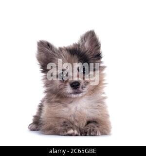 Very cute blue merle mixed breed Pomerian / Boomer puppy, laying down facing front. Looking towards camera with shiny dark eyes. Isolated on white bac Stock Photo