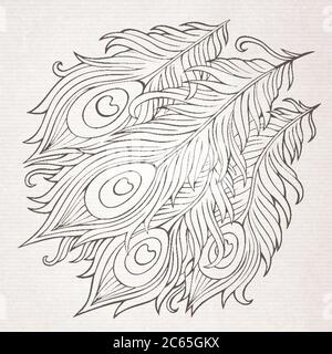 Peacock feathers vector Stock Vector