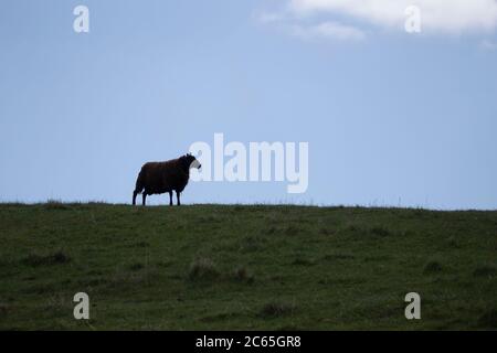 Single silhouetted sheep Ovis aries on top of  grassy hill framed against a bright blue cloudless sky in Wwst Yorkshire, U.K. Stock Photo