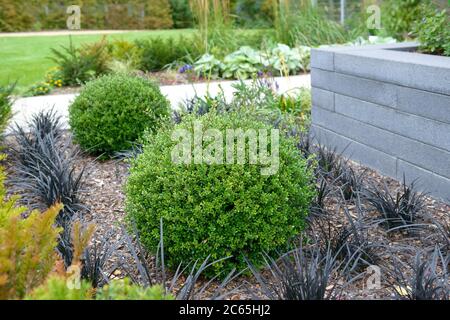 Japanische Huelse Ilex crenata Glory Gem Stock Photo