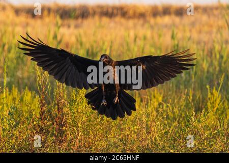 raven spread its wings flies over the field Stock Photo