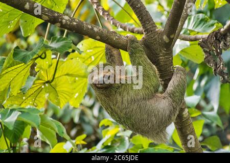 Pale-throated Sloth, Bradypus tridactylus, Three-toed Sloth, Tropical Rainforest, Marino Ballena National Park, Uvita de Osa, Puntarenas, Costa Rica, Stock Photo