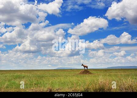 Beautiful view of the savanna with antelope topi standing on termite mound in the Serengeti National Park, Tanzania, Africa Stock Photo
