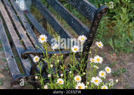 In the outdoor park, iron black benches and flowers,Leucanthemum maximum (Ramood) DC. Stock Photo