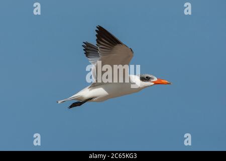 Caspian Tern in flight Stock Photo