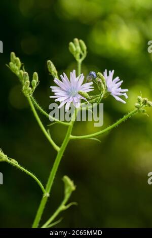 Common blue-sow-thistle flowers Stock Photo