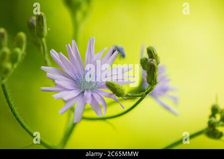 Common blue-sow-thistle flowers Stock Photo