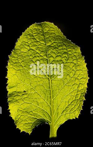 Leaf of a Common blue-sow-thistle Stock Photo