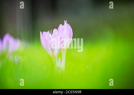 Byzantine Meadow Saffron flowers Stock Photo
