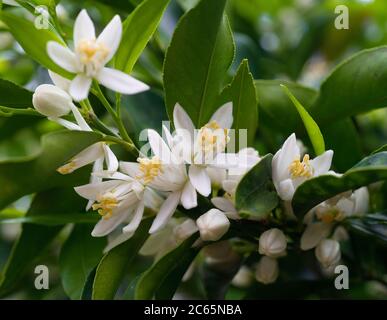 Close up image of mandarin flowers and green leaves with soft light and first small mandarin fruit already visible Stock Photo