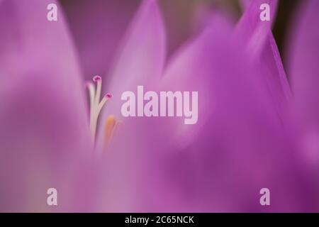 Byzantine Meadow Saffron flowers Stock Photo