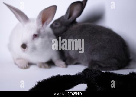gray and white rabbits-bunnies scared near a natural woolen black coat. copy space. Save animals concept. High quality photo Stock Photo