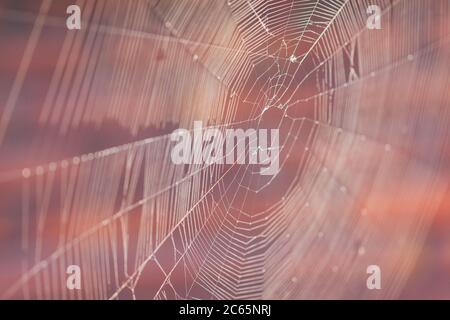 Outdoor broken spider fine mesh macro close-up Stock Photo