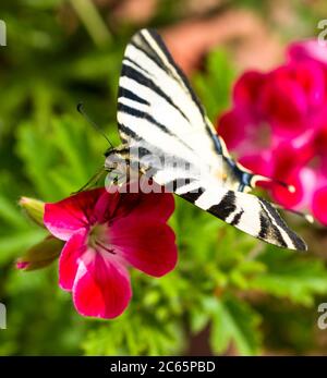 Closeup flamed butterfly on red geranium flower Stock Photo