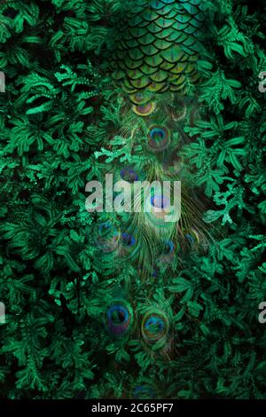 Peacock feathers isolate on dark green leaves. Stock Photo