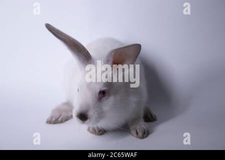 white rabbit with red eyes on white background. Isolated. Copy space Stock Photo