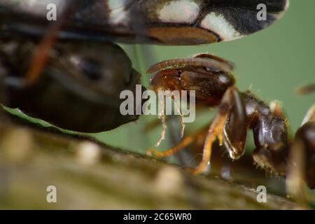 Ants and aphids have a mutualistic relationship. Ants feed on the honeydew excreted by the aphids, and in exchange, they protect the aphids. Nature reserve Altwarper inland dunes, Mecklenburg-Vorpommern, Germany Stock Photo