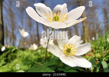 Anemone nemorosa is an early-spring flowering plant in the Genus Anemone in the family Ranunculaceae. Stock Photo