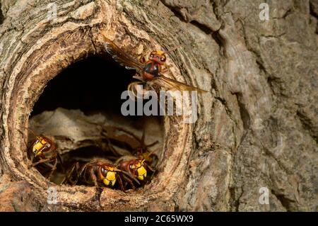 Brown hornet or European hornet (Vespa crabro) Stock Photo