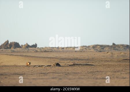 Brown hyena (Parahyaena brunnea oder Hyaena brunnea), Tsau //Khaeb National Park (formerly Sperrgebiet NP), Namibia Stock Photo