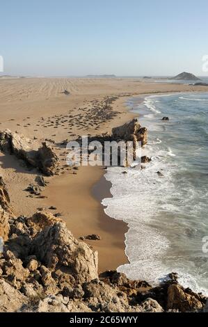 Cape fur seals at tideline (Arctocephalus pusillus pusillus) Tsau //Khaeb National Park (formerly Sperrgebiet NP), Namibia Stock Photo