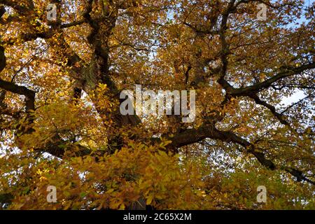 English oak tree (Quercus robur) treetop in autumn colours. Single oak tree. Kellerwald, Hesse, Germany Stock Photo