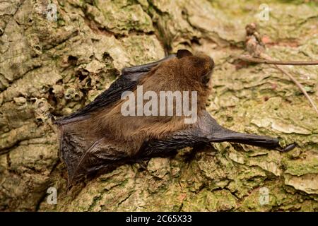 Common pipistrelle (Pipistrellus pipistrellus) bat head portrait, Kiel, Germany Stock Photo