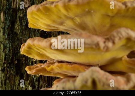 Crab-of-the-woods, sulphur polypore (Laetiporus sulphureus) is a bracket fungus. This one is living on a dead oak, Biosphere Reserve 'Niedersächsische Elbtalaue' / Lower Saxonian Elbe Valley, Germany Stock Photo