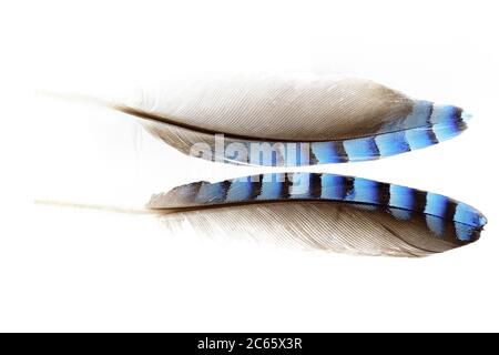 Feathers of Eurasian jay (Garrulus glandarius) on white background, Kiel, Germany Stock Photo