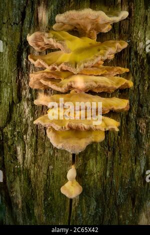 Crab-of-the-woods, sulphur polypore (Laetiporus sulphureus) is a bracket fungus. This one is living on a dead oak, Biosphere Reserve 'Niedersächsische Elbtalaue' / Lower Saxonian Elbe Valley, Germany Stock Photo