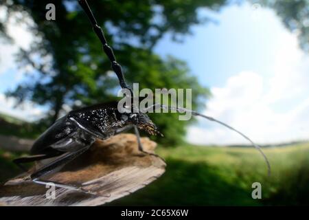 Great capricorn beetle (Cerambyx cerdo) on oak, Biosphere Reserve 'Niedersächsische Elbtalaue' / Lower Saxonian Elbe Valley, Germany Stock Photo