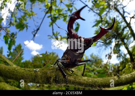 Rivals Stag beetle (Lucanus cervus) two males displaying aggressive behaviour on oak tree branch, Biosphere Reserve 'Niedersächsische Elbtalaue' / Lower Saxonian Elbe Valley, Germany Stock Photo