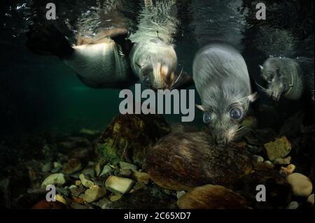 New Zealand fur seal pups (Arctocephalus forsteri) Ohau Stream, New Zealand, Stock Photo