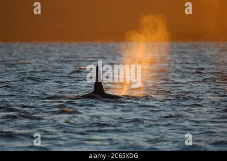 Orca or Killer Whale (Orcinus orca) feeding on herring in the Tysfjord area (Norway). Male Orcas grow up to 7 m, while females are aout 5 m in length, Stock Photo