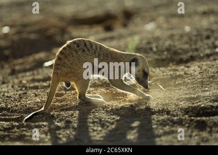 Suricate or Slender-tailed Meerkat (Suricata suricatta) Stock Photo