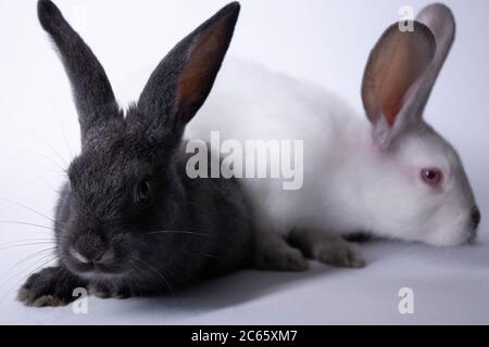 gray and white rabbits, bunnies on a white background. Isolated. Copy space. High quality photo Stock Photo