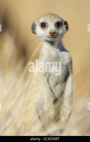 Suricate or Slender-tailed Meerkat (Suricata suricatta) Stock Photo