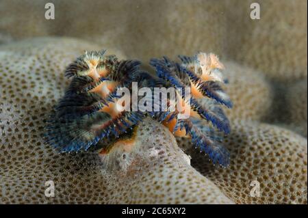 Christmas Tree Worm (Spirobranchus giganteus) on Porites coral (Porites sp. ) Raja Ampat, West Papua, Indonesia, Pacific Ocean Stock Photo