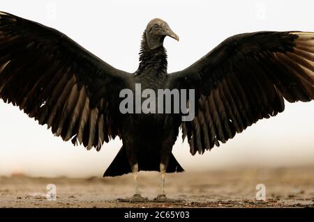 Black vulture (Coragyps atratus) waiting for olive ridley sea turtle (Lepidochelys olivacea) hatchlings to emerge at Playa Ostional, Costa Rica, Pacific coast. Stock Photo