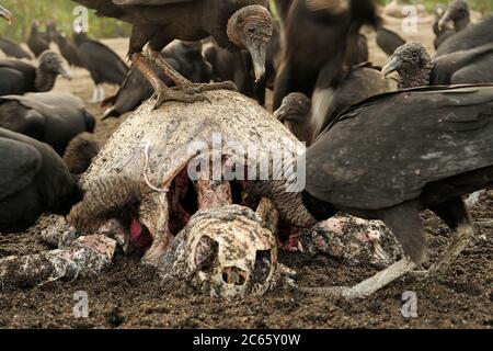 Black vultures (Coragyps atratus) are scavenging on carcass of an olive ridley sea turtle (Lepidochelys olivacea) at Playa Ostional, Costa Rica, Pacific coast, during an arribada (mass nesting) event of these marine reptiles. Stock Photo