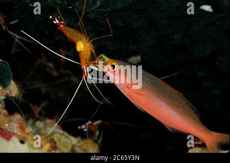 Banana fusilier (Pterocaesio pisang) having mouth cleaned by Humpback cleaner shrimp (Lysmata amboinensis) Raja Ampat, West Papua, Indonesia, Pacific Ocean Stock Photo