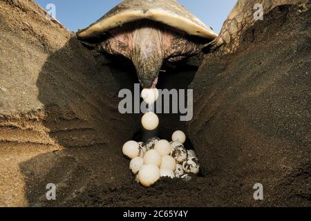 After digging a hole of 30 to 50 centimetre depth with its rear flippers the olive ridley sea turtle (Lepidochelys olivacea) lays approx. 100 eggs. [size of single organism: 80 cm] Stock Photo