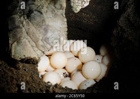 After digging a hole of 30 to 50 centimetre depth with its rear flippers the olive ridley sea turtle (Lepidochelys olivacea) lays approx. 100 eggs. Stock Photo