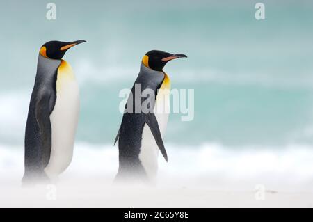 Starting to and returning from their foraging trips the king penguins (Aptenodytes patagonicus) often gather in groups. This habit potentially lowers the risk of being caught by their aquatic predators, e.g. the sea lion and the orca. Stock Photo