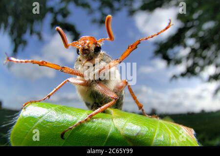 The cockchafer (or may bug, as it is colloquially called, or sometimes billy witch or spang beetle, particularly in East Anglia) is a European beetle of the genus Melolontha, in the family Scarabaeidae. Stock Photo