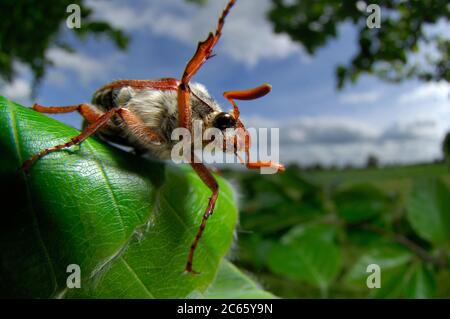 The cockchafer (or may bug, as it is colloquially called, or sometimes billy witch or spang beetle, particularly in East Anglia) is a European beetle of the genus Melolontha, in the family Scarabaeidae. Stock Photo