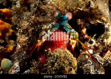 Peacock mantis shrimp adult female carrying eggs (Odontodactylus scyllarus) - Adult females usually have an olive or brownish body color. These animals build burrows in rubbly substrate and sand, lining the burrow with small pieces of dead coral, shell and rock. Stock Photo